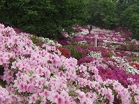 Kwiaty, Fukushima, Ogrody, Park, Azalie