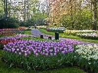 Kwiaty, Piękny, Park, Drzewa