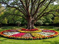 Park, Drzewo, Rabaty Kwiaty