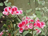Kwiaty, Pelargonia