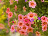 Kwiaty, Petunia