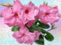 Kwiaty, Różowe, Petunia