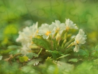 Kwiaty, Prymula, Pierwiosnek