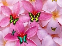 Płatki, Kwiaty, Motyle