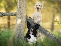 Trawa, Psy, Płot, Rośliny, Pudel, Border collie, Kwiaty