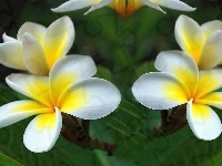 Plumeria, Kwiaty, Liście