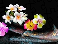 Plumeria, Kwiaty, Łopatka