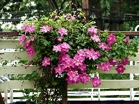 Kwiaty, Clematis, Pnące, Płot