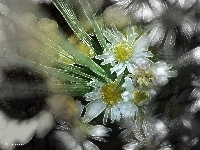 Polne, Kwiaty, Fractalius