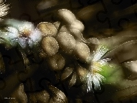 Polne, Kwiaty, Fractalius