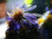 Polne, Kwiaty, Fractalius