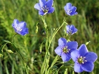 Kwiaty, Niebieskie, Polne, Trawa