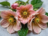 Liście, Kwiaty, Pręciki, Grafika AI