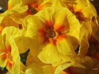 Kwiaty, Prymula