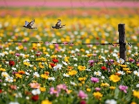 Dwa, Kwiaty, Ptaki, Ogrodzenie, Łąka