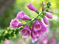 Kwiaty, Naparstnica Purpurowa