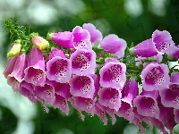 Kwiaty, Naparstnica purpurowa