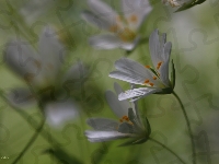 Kwiaty, Białe, Rogownica