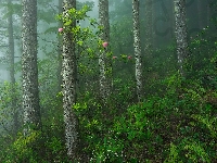 Mgła, Drzewa, Las, Kwiaty, Paprocie, Różanecznik