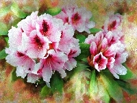 Kwiaty, Obraz, Rododendron, Różanecznik, Akwarela