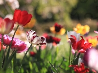 Kwiaty, Tulipany, Różnokolorowe