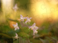 Kwiaty, Epimedium, Różowe