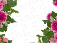 Rozowe, Kwiaty, Roze