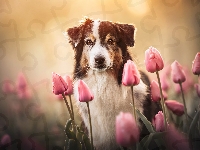 Kwiaty, Owczarek australijski, Pies, Shepherd, Tulipany różowe, Brązowo biały