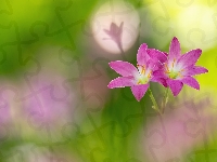 Dwa, Kwiaty, Różowe, Zephyranthes, Zefiranty