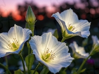 Rozświetlone, Trzy, Białe, Kwiaty