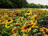 Rudbekia, Kwiaty, Łąka