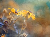 Rudbekia, Kwiaty, Rozmycie