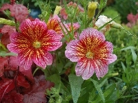 Kwiaty, Salpiglossis