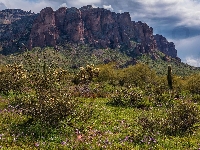 Kwiaty, Góry, Krzewy, Stany Zjednoczone, Łąka, Superstition Mountains, Arizona