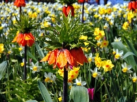 Fritillaria, Kwiaty, Szachownica, Ogród, Lato