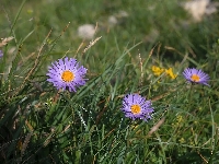 Trawa, Astry alpejskie, Kwiaty