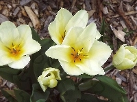 Kwiaty, Tulipany