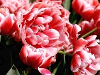 Kwiaty, Tulipany