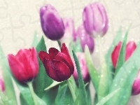 Kwiaty, Tulipany