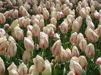 Kwiaty, Tulipany