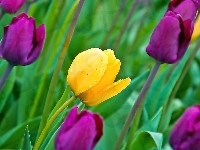 Kwiaty, Tulipany