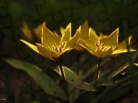 Tulipany, Kwiaty, Fractalius
