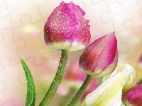 Tulipany, Kwiaty, Krople