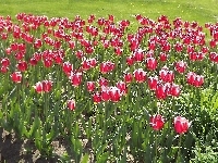 Kwiaty, Tulipany