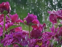 W, Kwiaty, Deszczu