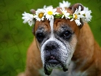 Kwiaty, Pit Bull Terrier, Wianek, Rumianku