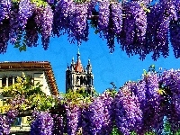 Wisterii, Kwiaty, Wieża