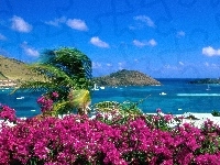 Kwiaty, Saint Martin, Wyspa, Morze