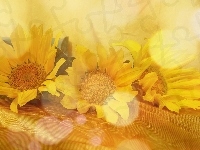 żółte, Kwiaty, Słoneczniki