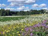 Łąka, Las, Kwietna, Obłoki